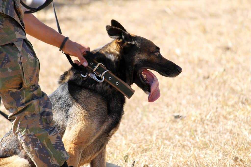 Doberman : Multiple Ways To Train This Dog