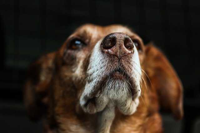 A close up of a dog looking at the camera