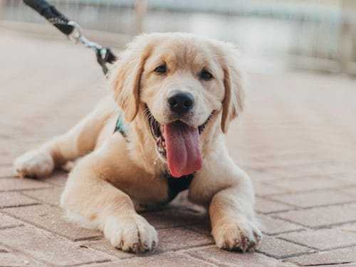Lovable Dogs: How To Train A Lovable Dog