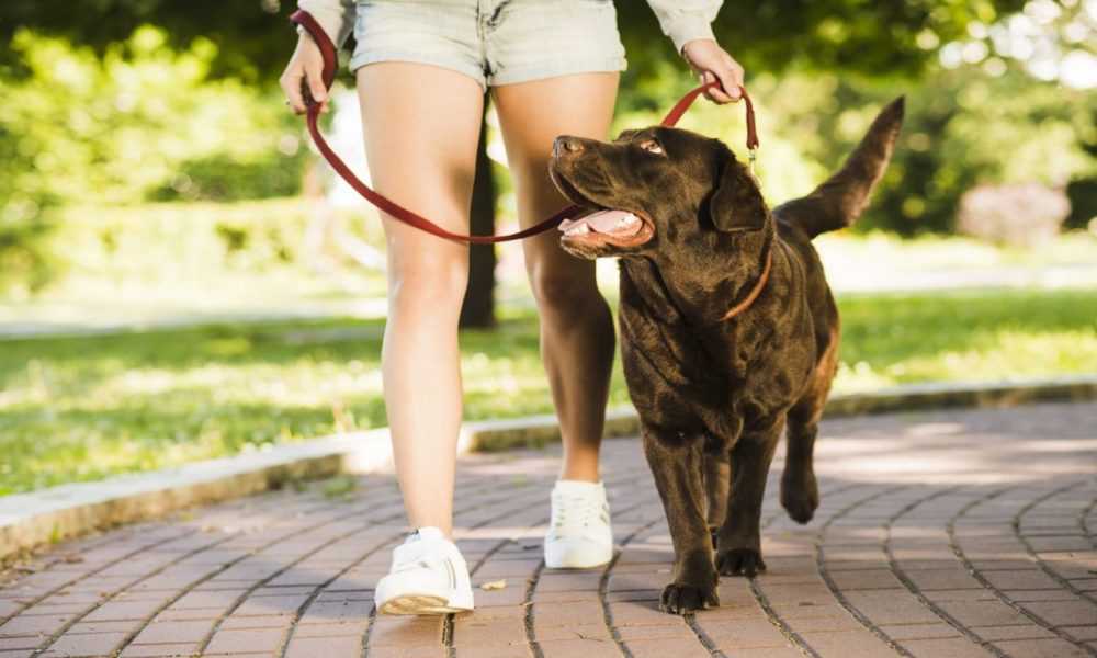 A person holding a dog