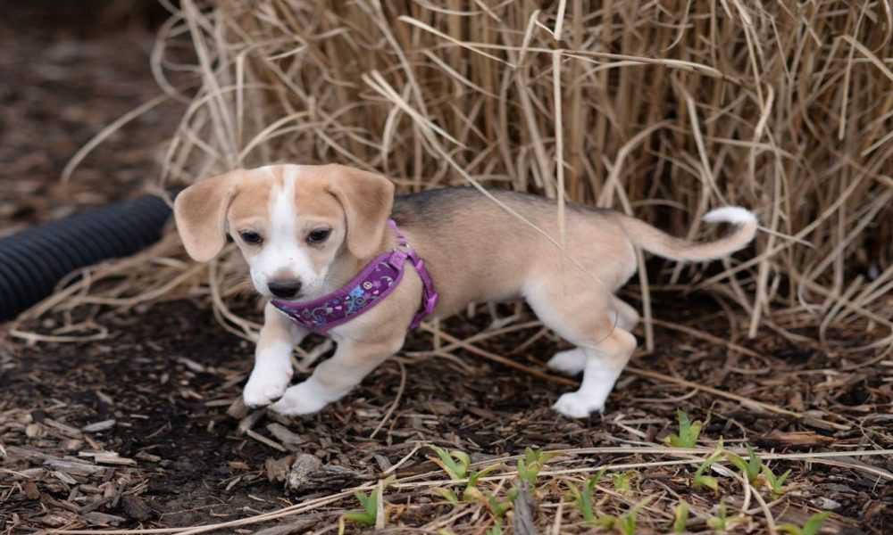 A small dog playing with a frisbee in its mouth