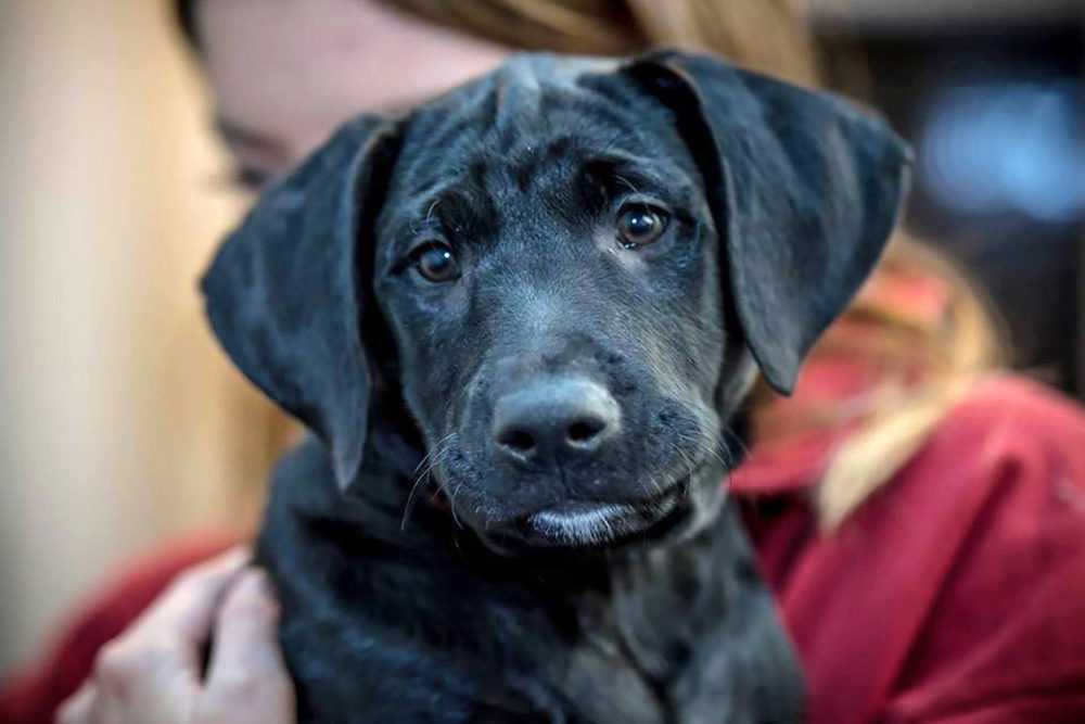 A dog looking at the camera