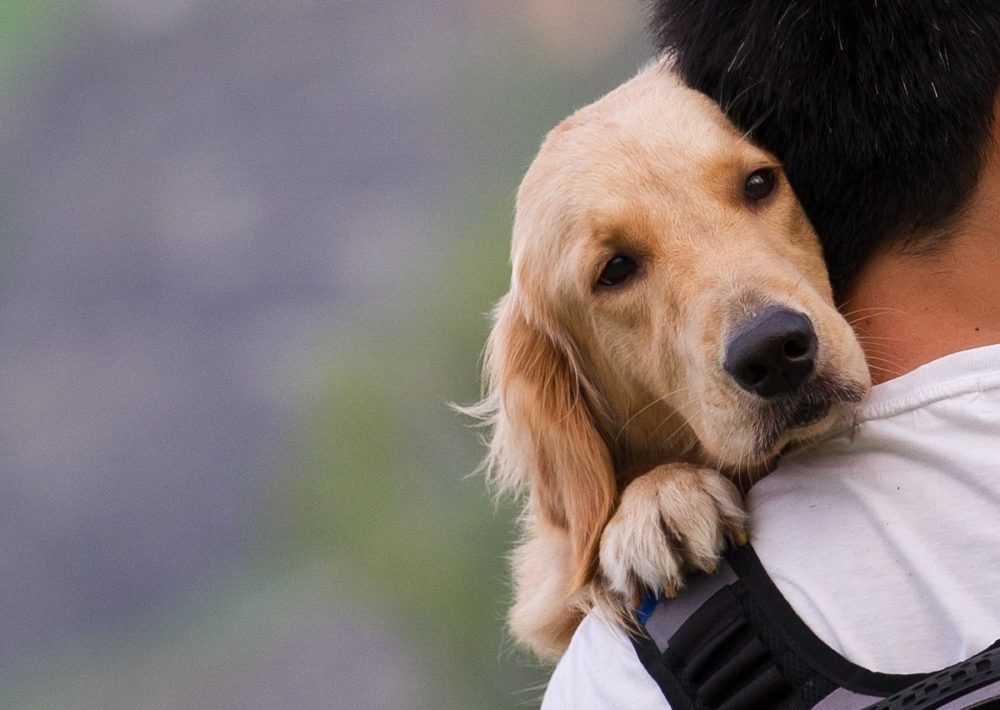 A dog wearing a hat