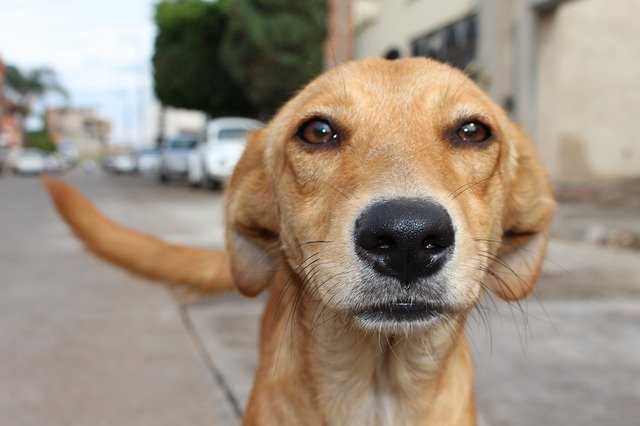 A close up of a dog