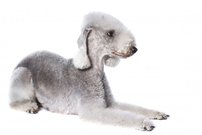 10 Best Dog Breeds That Don't Shed Much