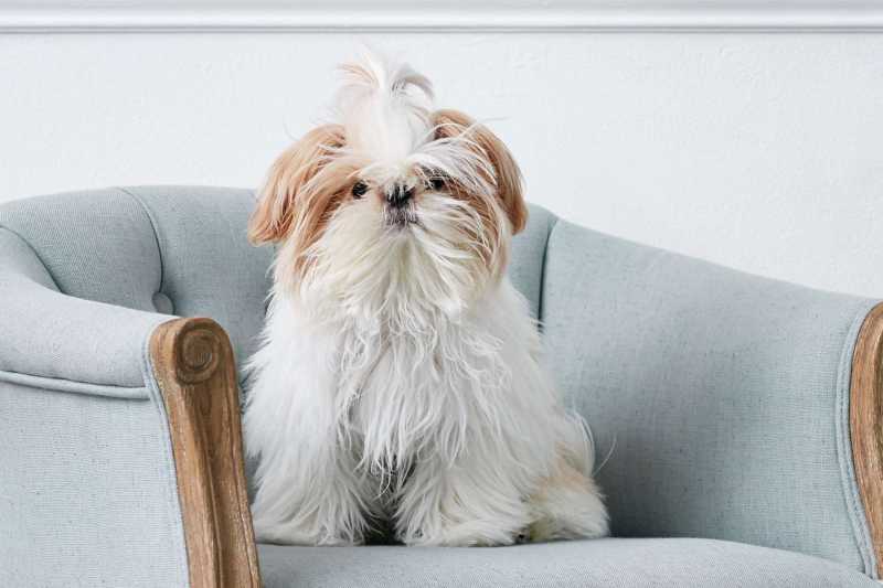 10 Best Dog Breeds That Don't Shed Much