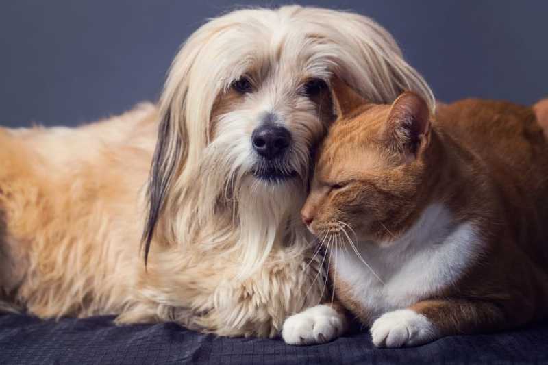 10 Best Dog Breeds That Get Along With Cats