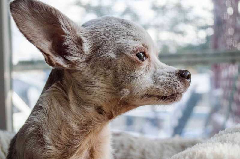 10 Best Dog Breeds With Long Lifespans