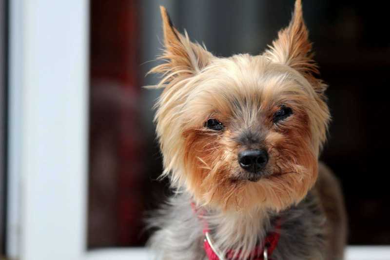 10 Best Dog Breeds With Long Lifespans