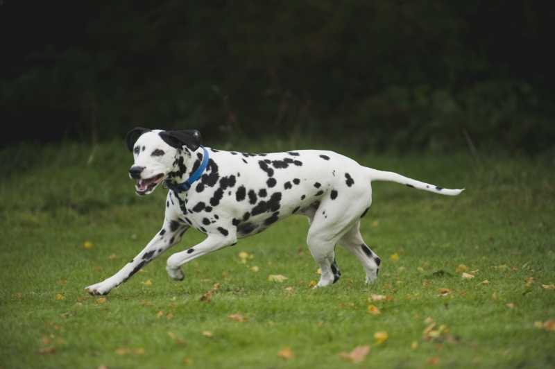 10 Best Energetic Dog Breeds for Active People