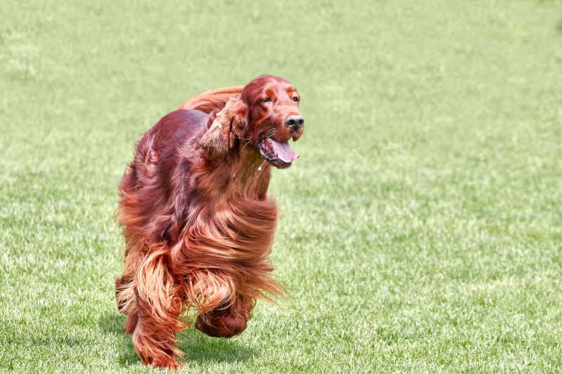 10 Best Energetic Dog Breeds for Active People