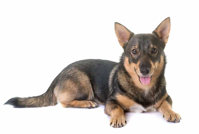 10 Best Rare and Unique Dog Breeds