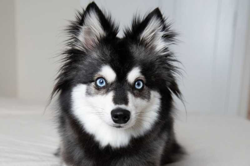 10 Dog Breeds With Blue Eyes