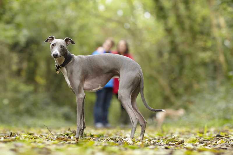 10 Popular English Dog Breeds
