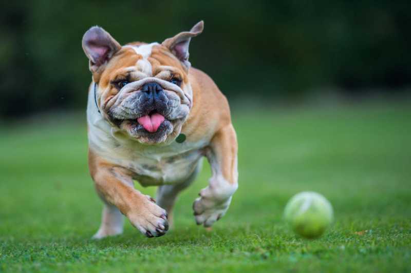 10 Popular English Dog Breeds