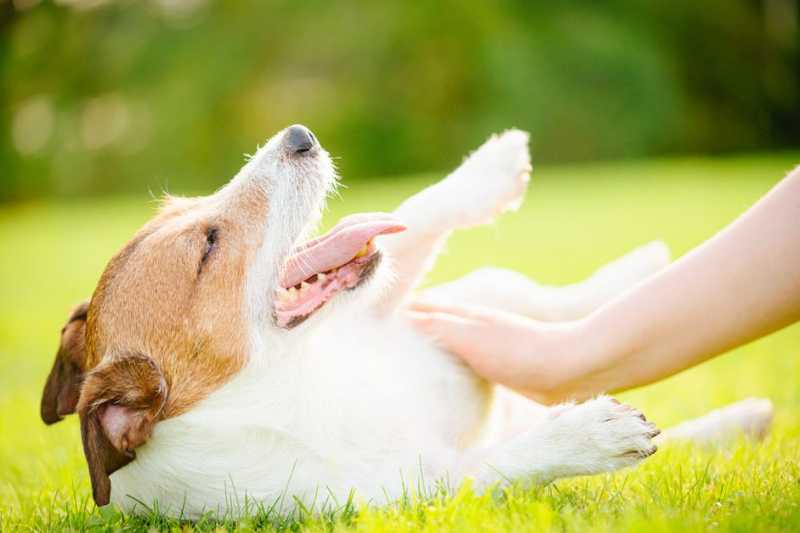 10 Submissive Dog Behaviors to Know