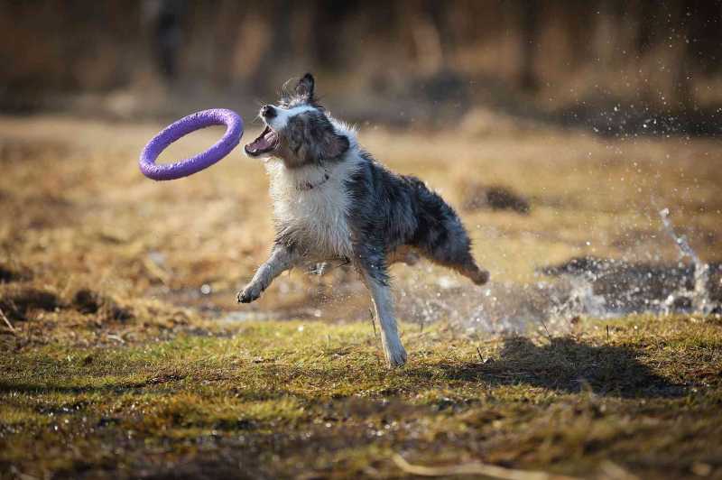 10 Top Dog Breeds That Like to Play
