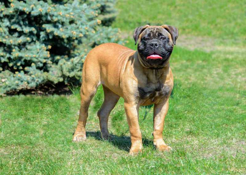 12 Worst Dog Breeds for Kids