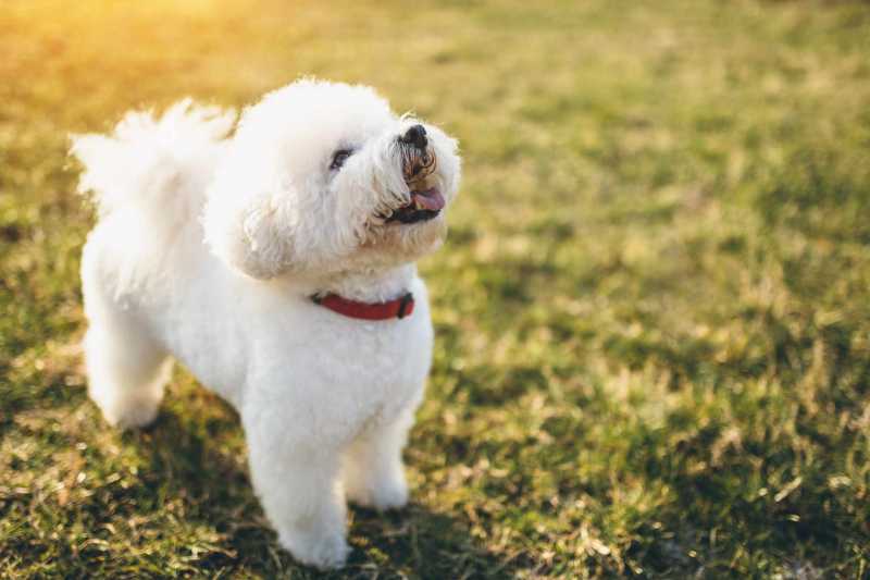 13 Cute Dog Breeds With Curly Hair