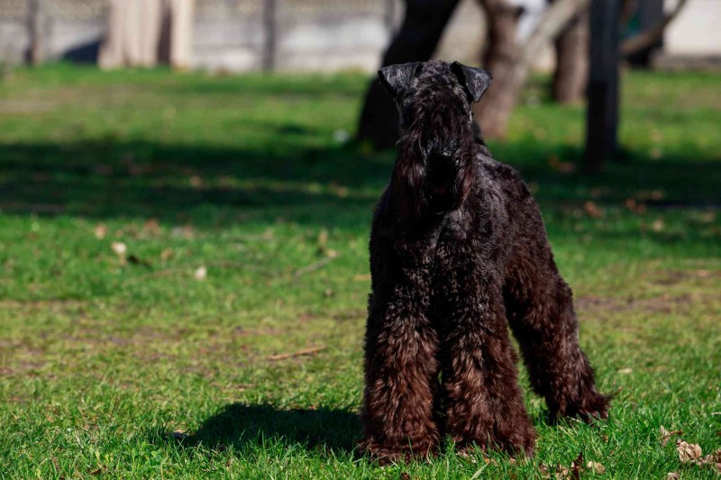 13 Cute Dog Breeds With Curly Hair