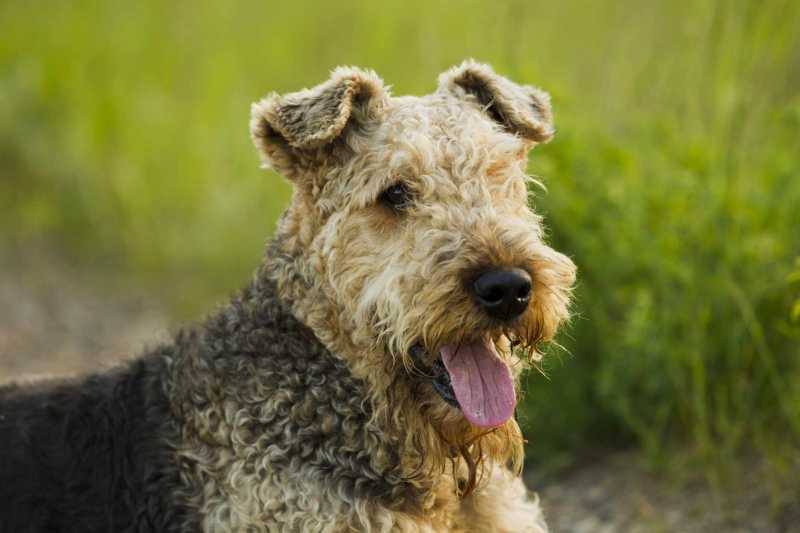 13 Cute Dog Breeds With Curly Hair