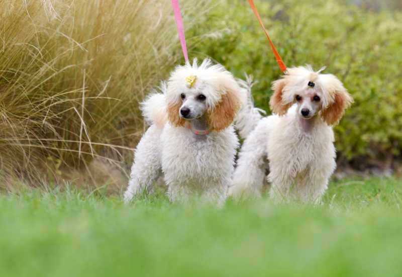 13 Cute Dog Breeds With Curly Hair