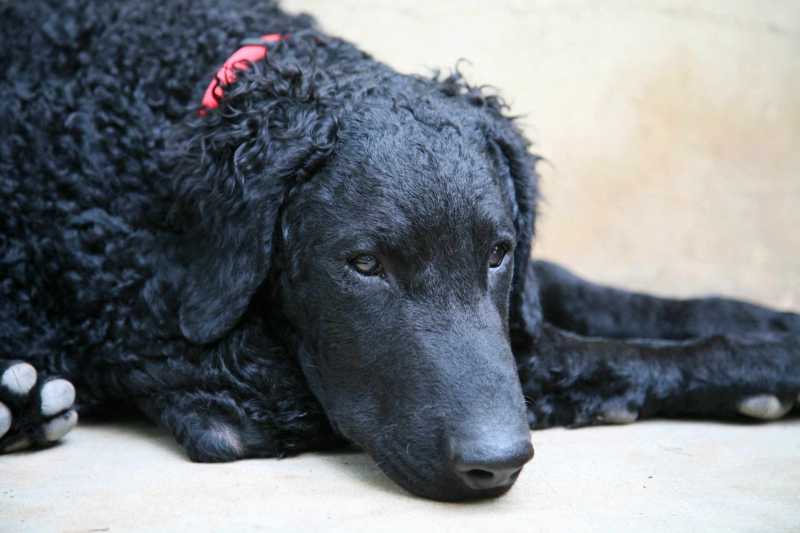 13 Cute Dog Breeds With Curly Hair