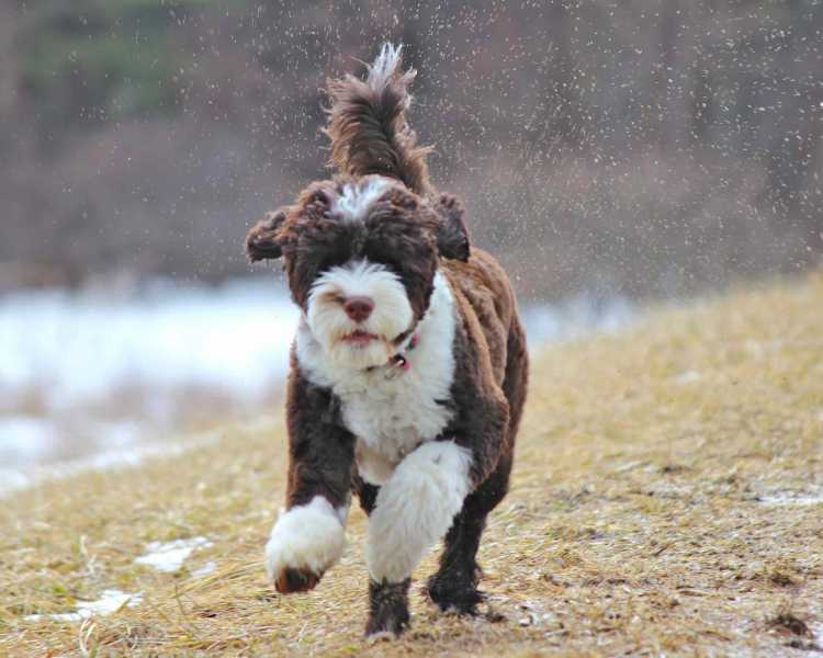 13 Cute Dog Breeds With Curly Hair