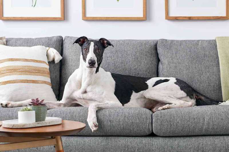 15 Best Dogs Breeds for Apartments or Condos