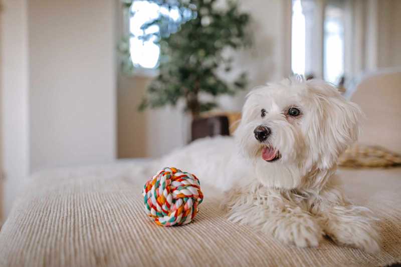 15 Best Dogs Breeds for Apartments or Condos