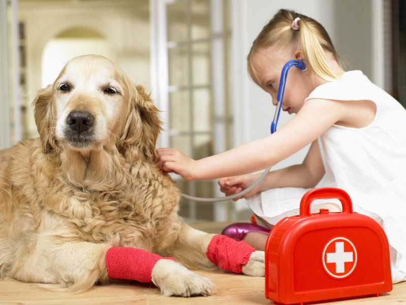 5 Ways to Get Your Dog to Be Happy About Going to the Vet