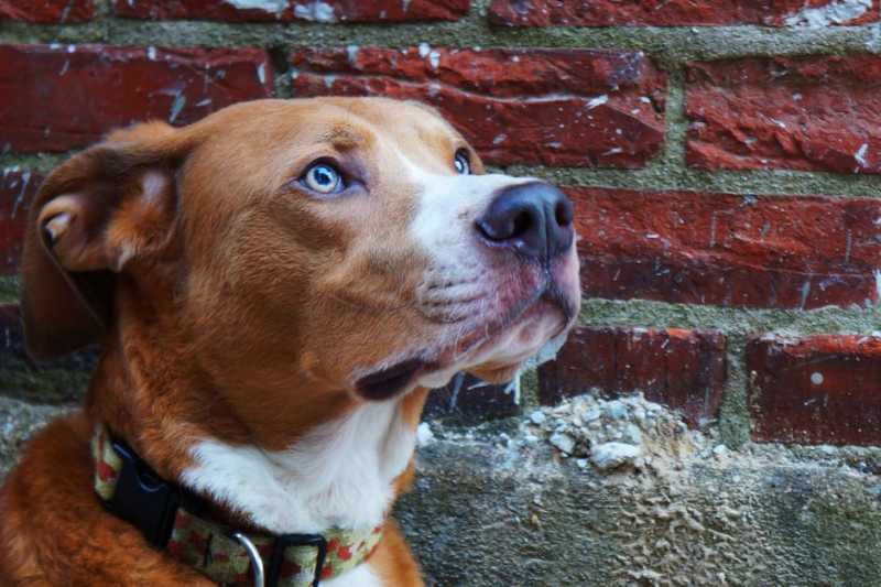 6 Why Reasons Your Dog Stares at the Wall 