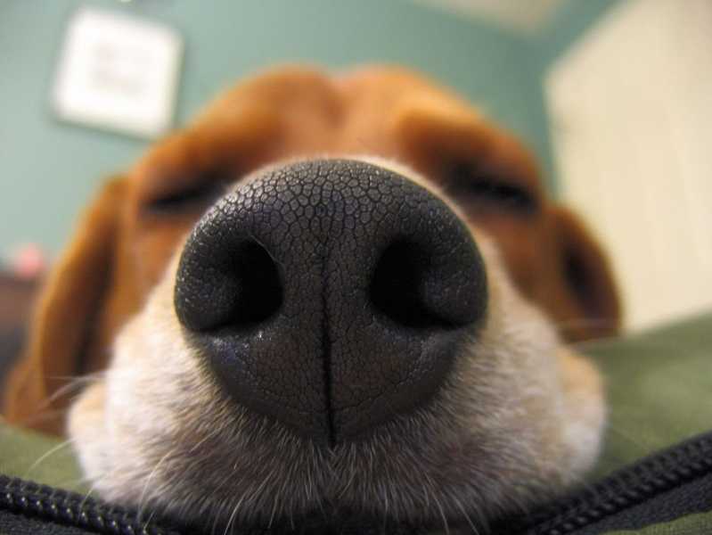 Amazing Facts About a Dog's Sense of Smell