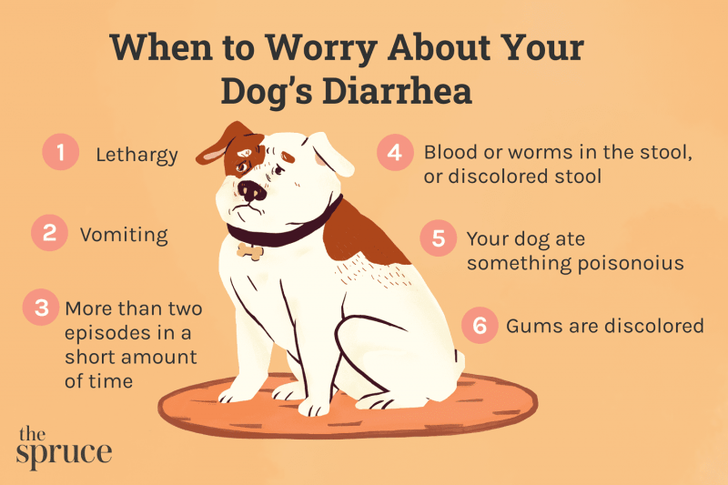 Diarrhea in Dogs