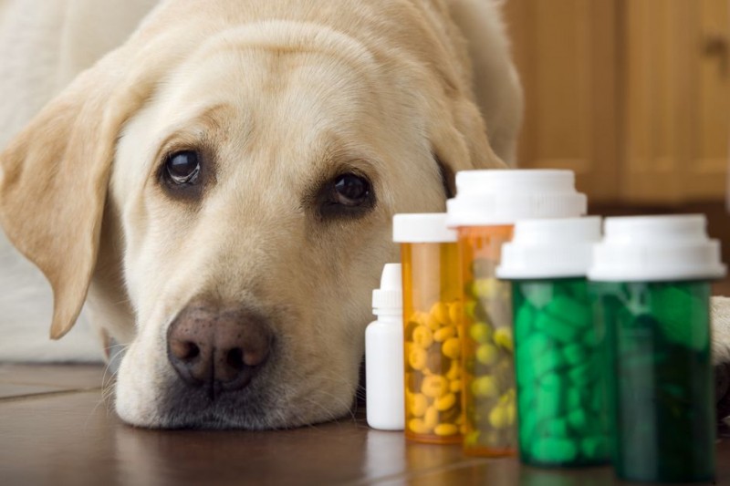 Do Dogs Need Vitamins and Supplements?