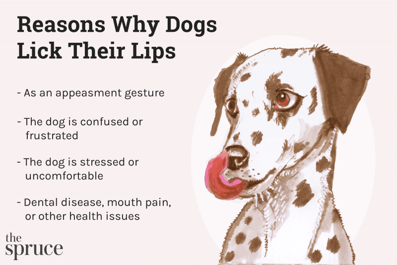 Dog Body Language: Lip Licking