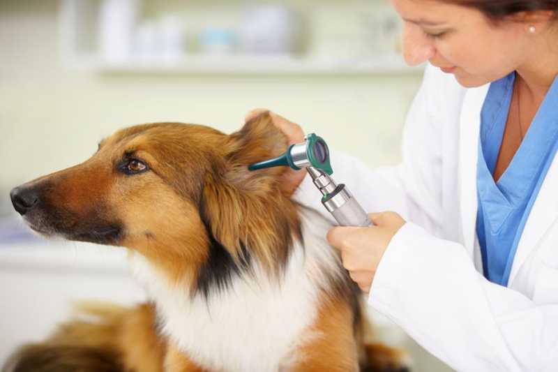 Ear Infections in Dogs