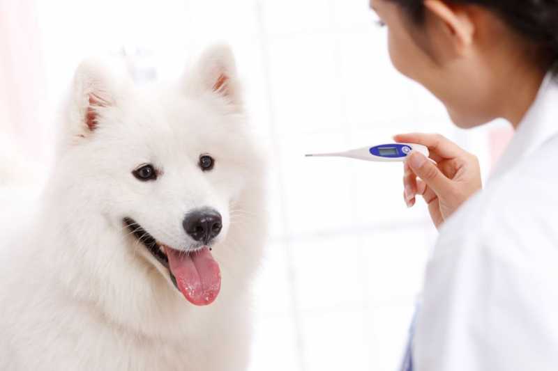 How to Check Your Dog's Body Temperature 