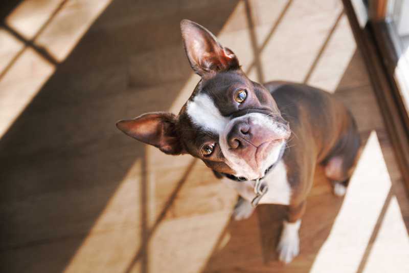 Reasons Why Your Dog Stares at You
