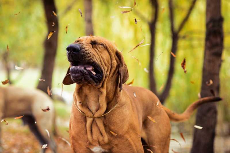 Sneezing in Dogs