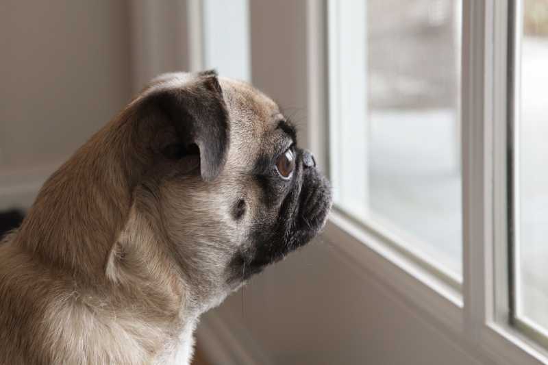 Ten Common Dog Fears and Phobias