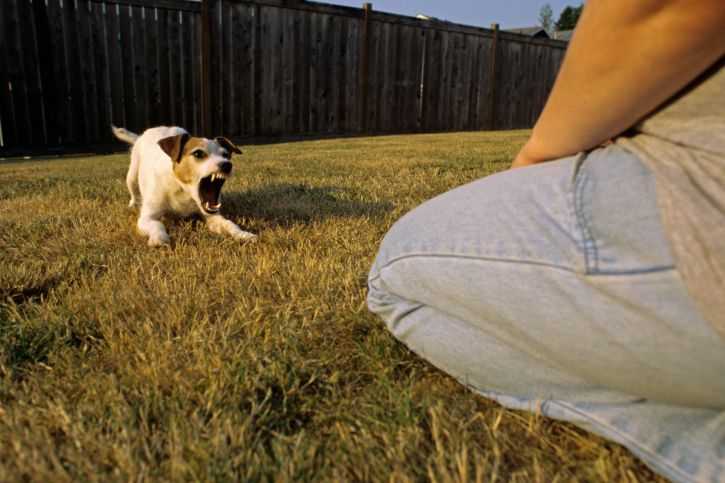 Ten Common Dog Fears and Phobias