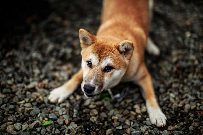 What Does It Mean When My Dog Bows?