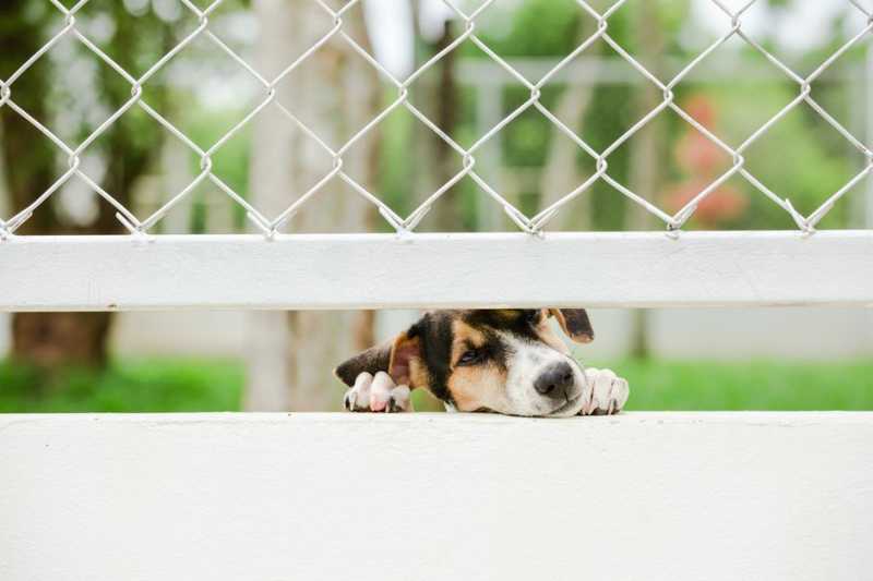 What to Do If a Neighbor Is Abusing Their Dog