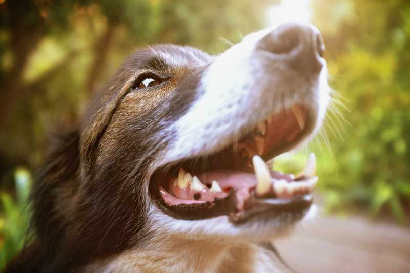 What To Do if Your Dog Has a Loose Tooth