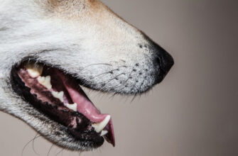A close up of a dog with its mouth open