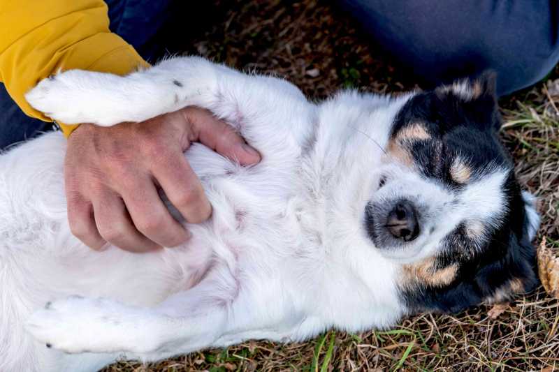 Why Do Dogs Like Belly Rubs So Much?