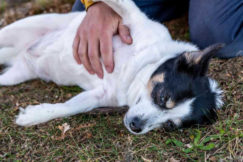 Why Do Dogs Like Belly Rubs So Much?