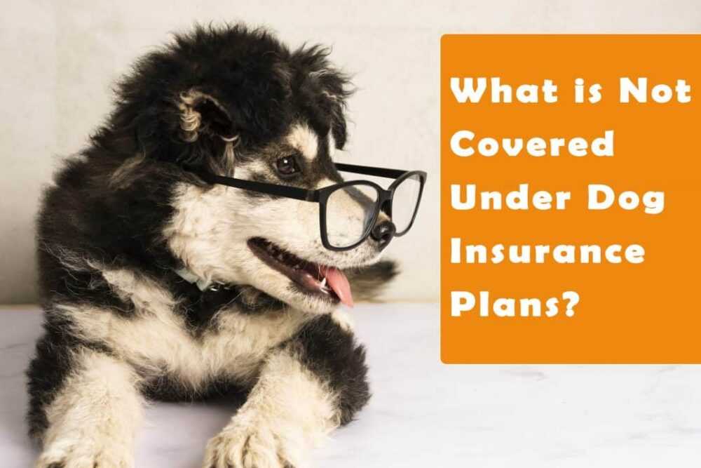 Pet Insurance for Adopted Dogs: Top 20 Companies