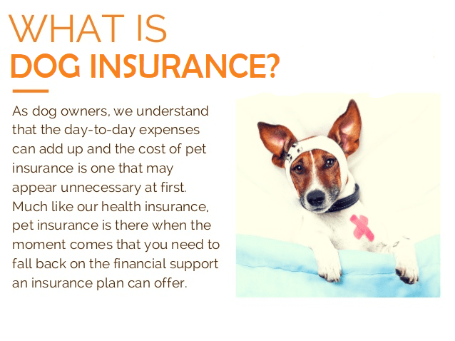 Pet Insurance for Adopted Dogs: Top 20 Companies